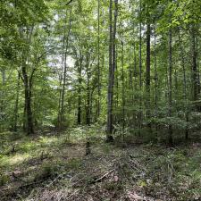 Forestry-Mulching-in-Ashland-City 3