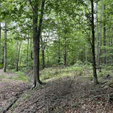 Forestry-Mulching-in-Ashland-City 5