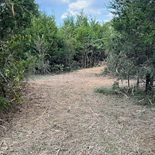 Forestry-mulching-trails-dead-trees-and-brush 3