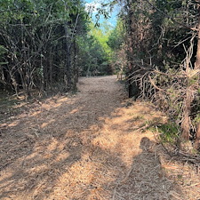 Forestry-mulching-trails-dead-trees-and-brush 2