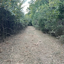 Forestry-mulching-trails-dead-trees-and-brush 1