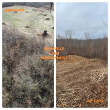 Forestry mulching white bluff